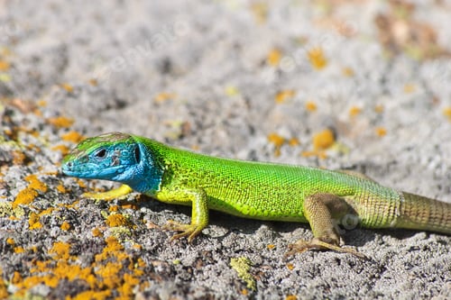 Preview: green lizard