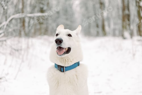 Preview: Young Woman and Man Playing With White Swiss Shepherd Dog