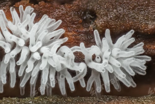 Preview: Coral slime mold - Ceratiomyxa fruticulosa