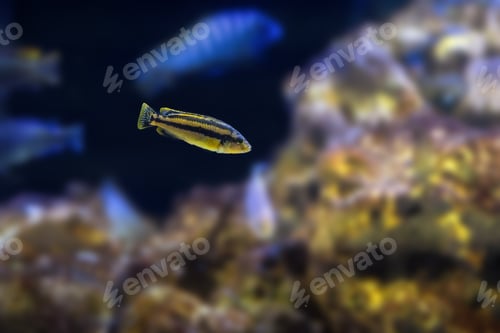 Preview: Chipokae Cichlid (Melanochromis chipokae) - Freshwater Fish