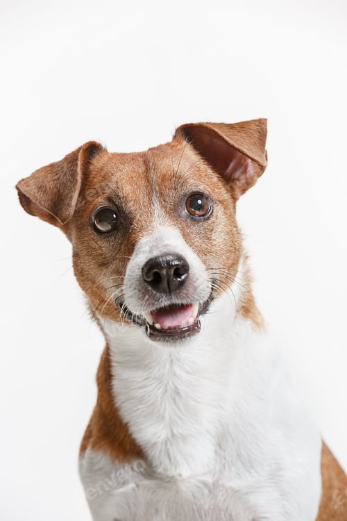 Preview: Jack Russell Terrier, isolated on white