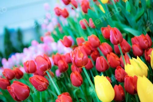 Preview: Colorful of tulips in garden