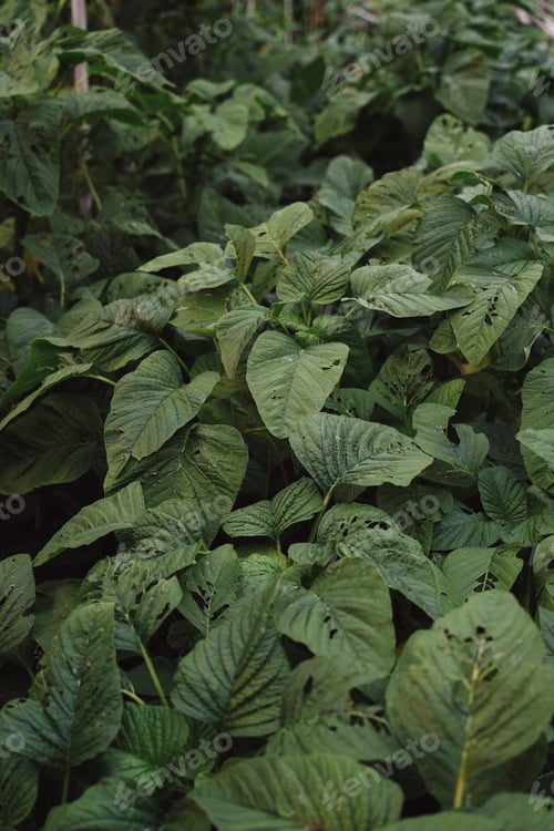 Preview: Beautiful green leaves background.