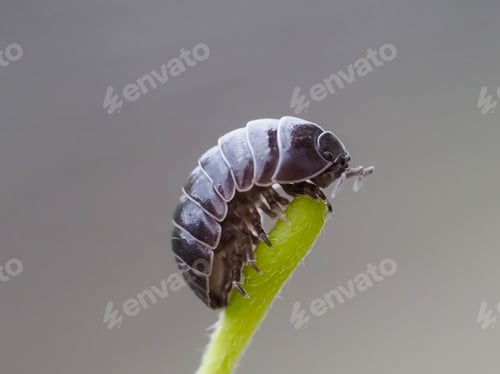 Preview: Close up of Pill bug
