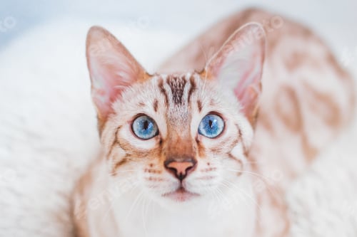 Preview: Close up portrait of beautiful Bengal cat with blue eyes on gray background.