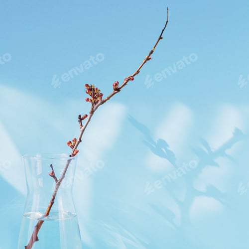 Preview: dry apple branch with buds in a vase
