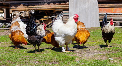 Preview: Beautiful and colorful roosters and hens are walking in the courtyard of a farm house on a green