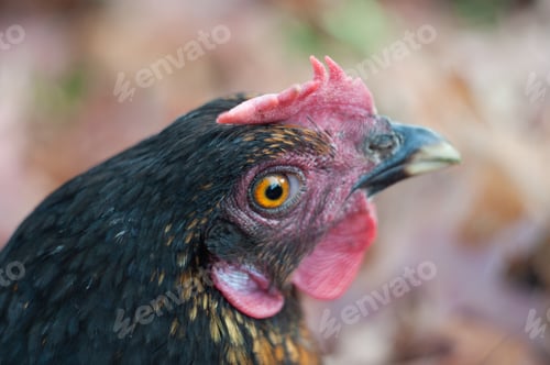 Preview: close-up portrait of a black hen, a surprised hen looks with an orange eye