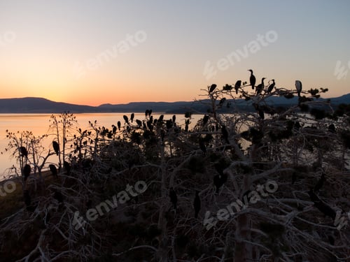 Preview: Colony of cormorants on a dead pine trees. Batak lake, Bulgaria