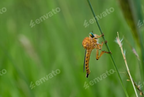 Preview: Insect on a blade of grass