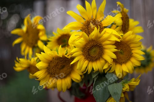 Preview: sunflowers in a red teapot
