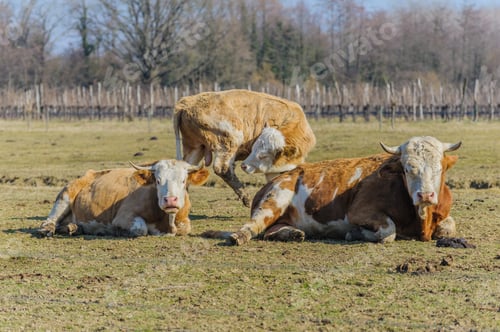 Preview: three cows
