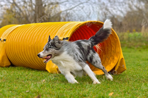 Preview: Energetic Dog Emerging from Yellow Agility Tunnel