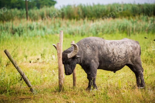 Preview: Buffalo on pasture