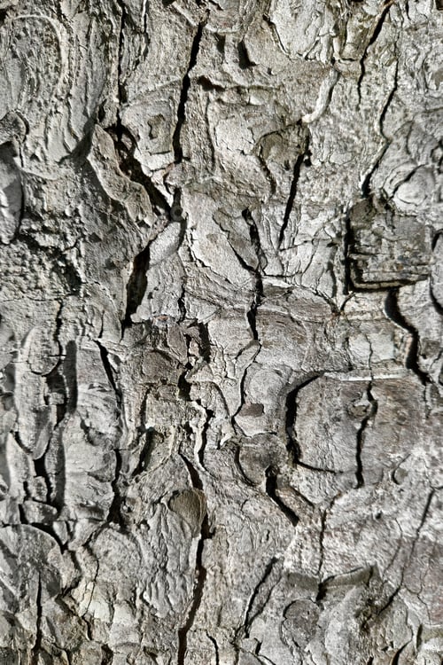 Preview: Bark of the trunk of a large chestnut, natural background