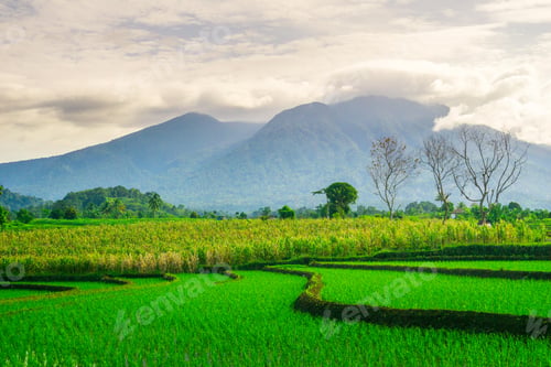 Preview: beauty landscape paddy fields natural beautiful morning view from asia