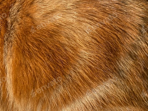 Preview: Close-up on a the hairy ginger cat, red fur, beautiful natural t