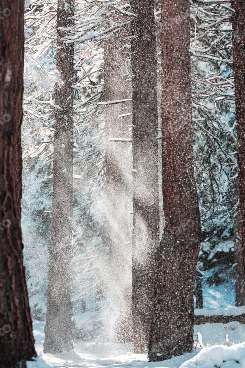 Preview: Winter forest