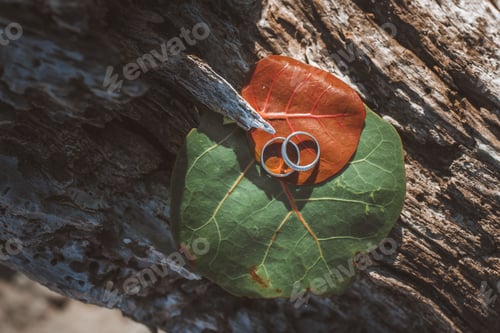 Preview: Closeup top view of two wedding rings lying on green and brown leaves on an uneven wooden surface