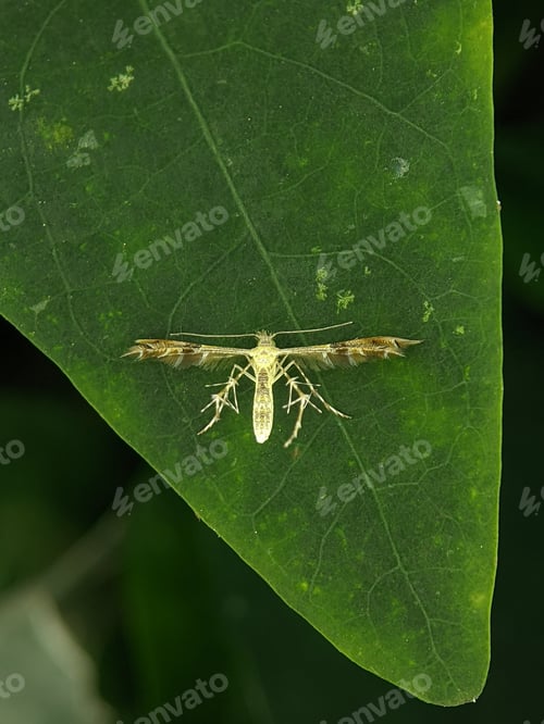 Preview: Cnaemidophorus rhododactyla on green leaf.