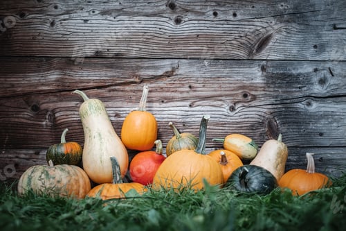 Preview: Different kind of pumpkins in garden grass near old wooden wall