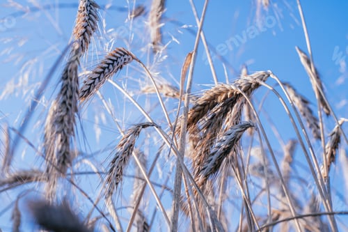 Preview: Rural scenery of dry ripe rye spikelets of meadow field against bright blue sky in summer.