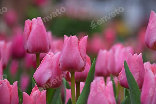 Preview: Pink tulip flowers with green leaves