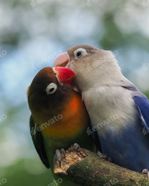Preview: lovebird