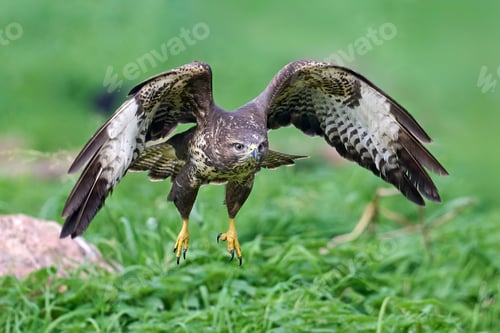 Preview: Common buzzard (Buteo buteo)