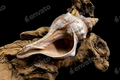 Preview: Elegant Conch Shell on Driftwood with Black Background