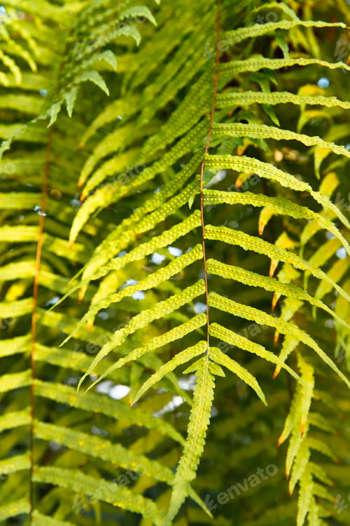 Preview: Closeup of fern leaves and spores, vertical, soft focus