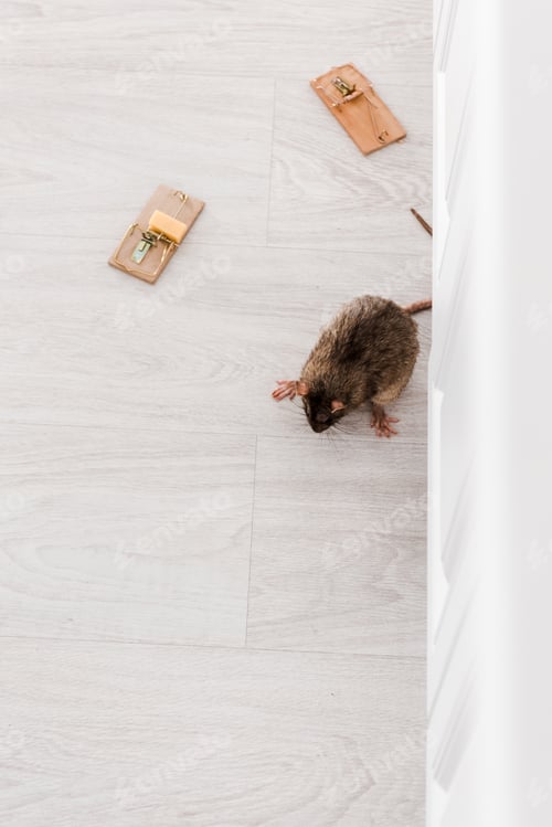 Preview: top view of rat near wooden mousetraps with cube of cheese on floor