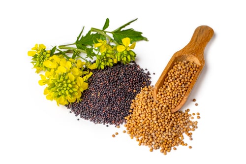 Preview: Rapeseed plant with yellow flowers and seeds. Mustard plant yellow blossom.