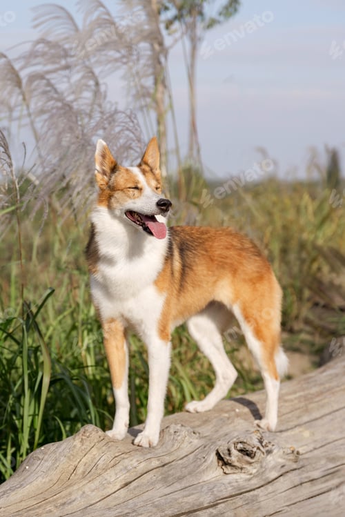 Preview: Mixed Breed Dog in Natural Reed and Grass Environment
