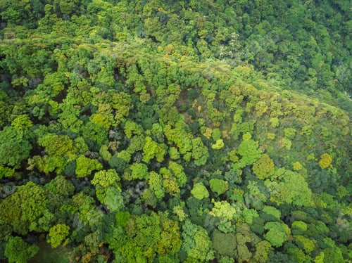 Preview: Aerial view of spring tropical forest