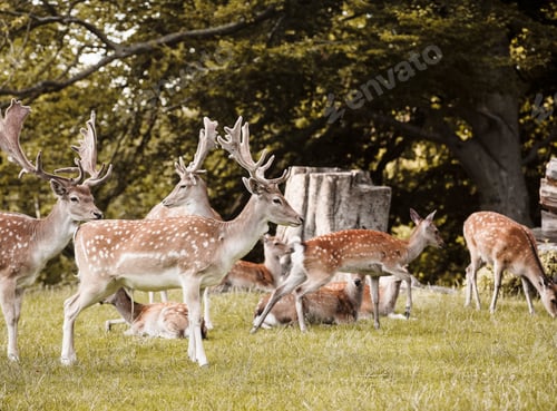 Preview: Group of deer, Aarhus, Denmark