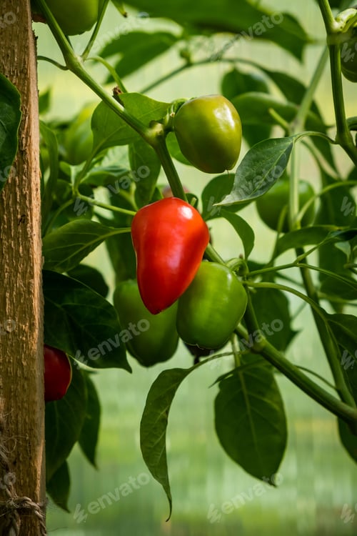 Preview: Ripe, red peppers on a bush in a greenhouse or garden
