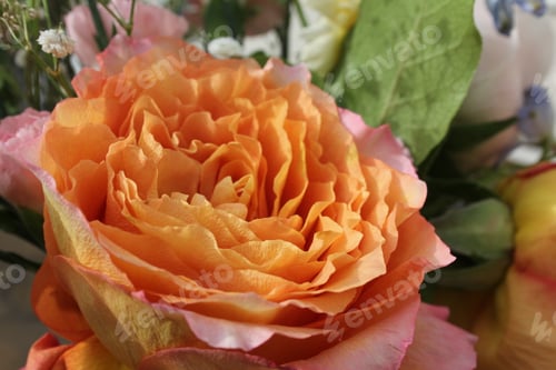 Preview: a close up view of a flower with many different colors