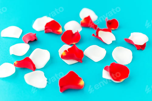 Preview: Rose petals on a blue background. Background concept, texture, g
