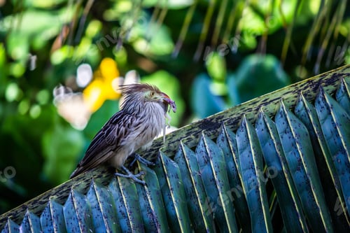 Preview: bird