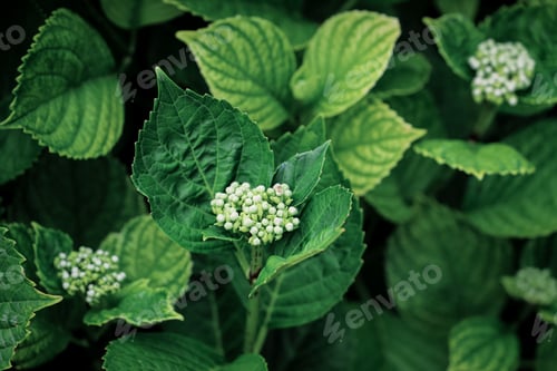 Preview: close up of hydrangea leaves with twilight light. green leaves background