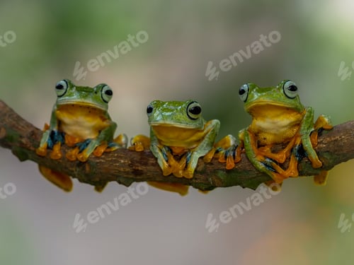 Preview: three little green frogs