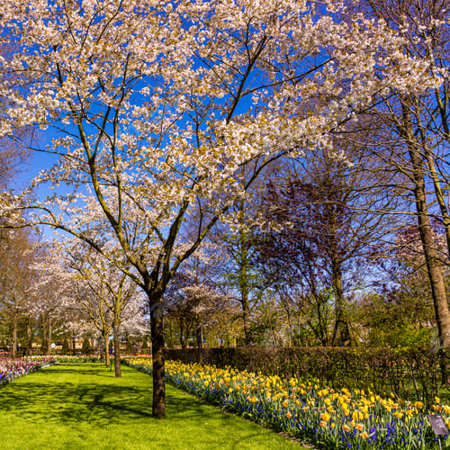 Preview: beautiful garden flowers. Spring background