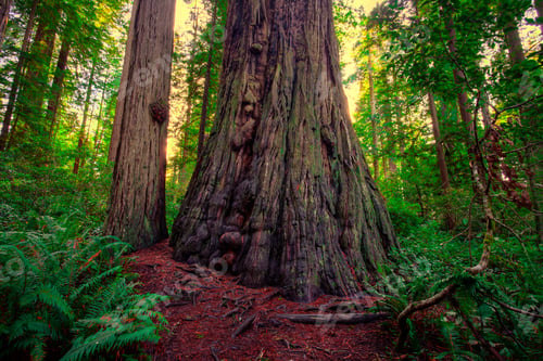 Preview: Giant Tree, Redwoods National & State Parks, California