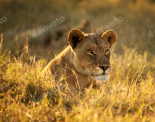 Preview: A Beautiful Botswana Wildlife in picture of World