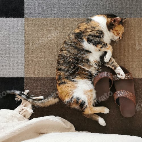 Visualização: Gato dormindo no tapete ou carpete.