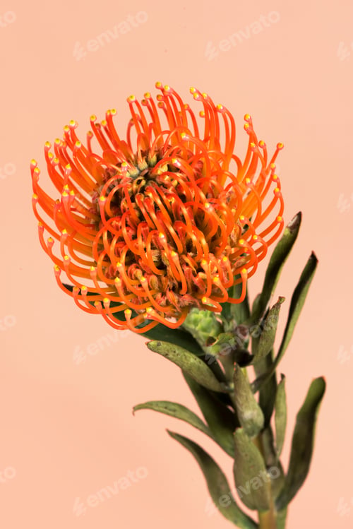 Preview: Orange pincushion protea flower