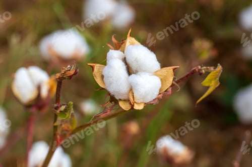 Preview: Cotton fields ready for harvesting, agriculture