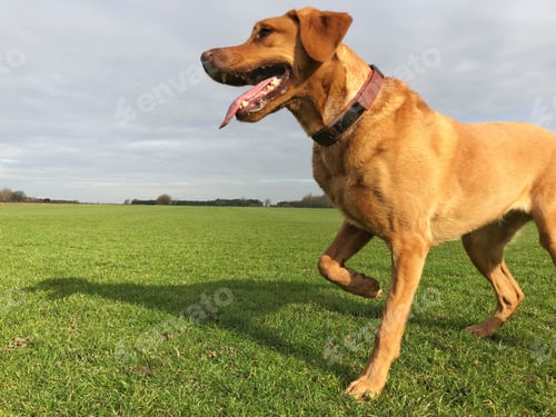 Preview: A limping dog with an injured or broken leg and copy space