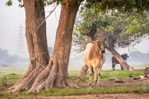 Preview: Closeup shot of a cow standing under a tree on a grass field on a foggy day